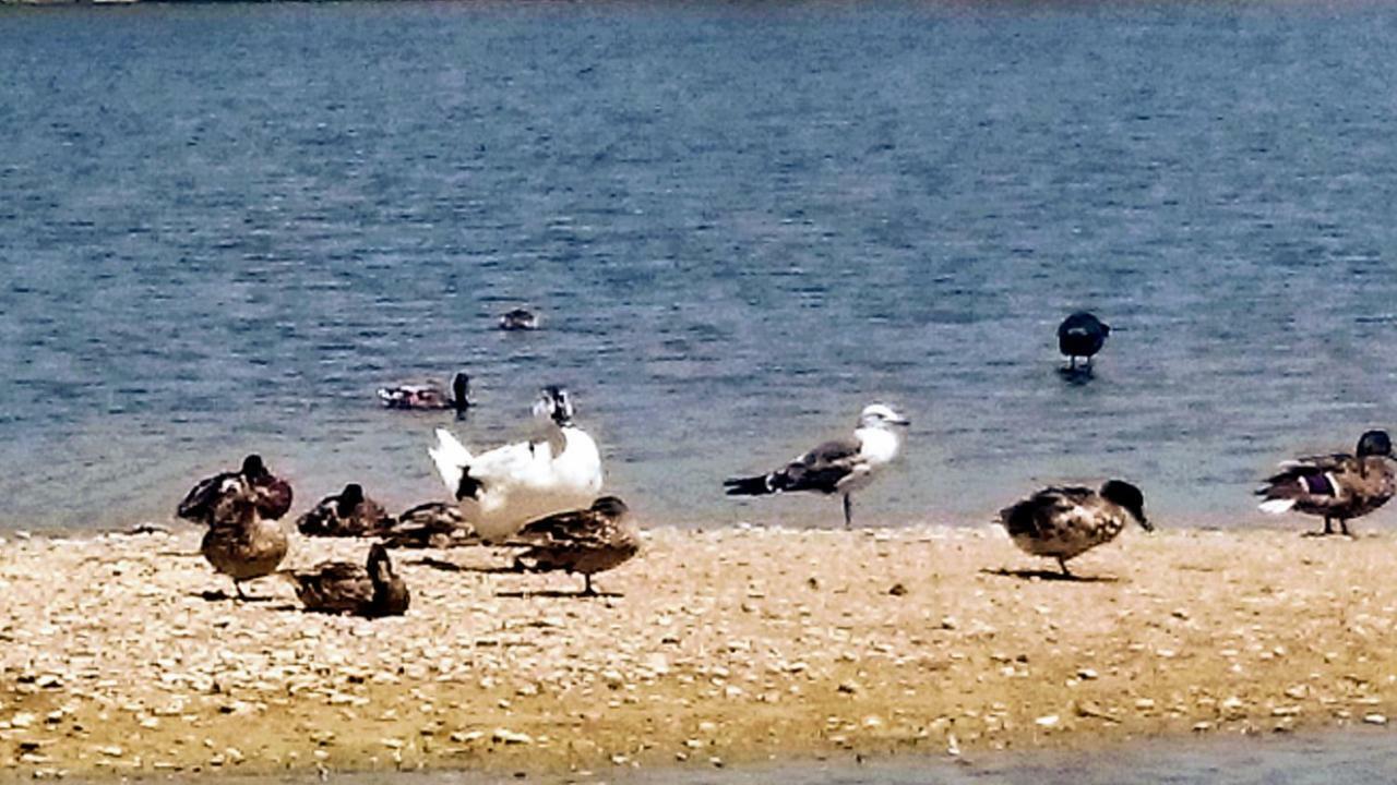 Home Star L'Île-Rousse Dış mekan fotoğraf